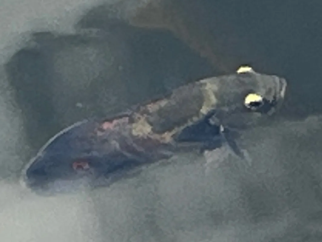 Miniatura: Astronotus (Astronotus spp.)