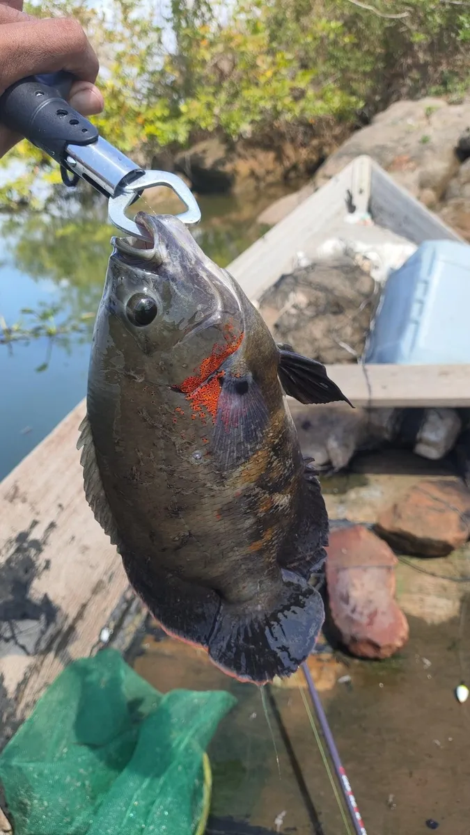 Miniatura: Astronotus (Astronotus spp.)