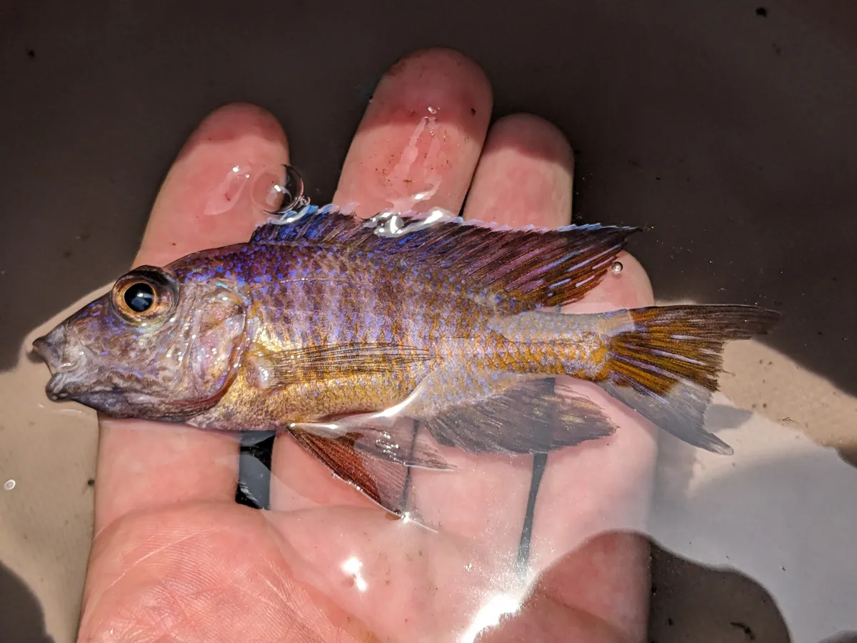 Miniatura: Aulonocara (Aulonocara spp.)