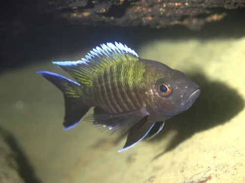 Miniatura: Aulonocara (Aulonocara spp.)