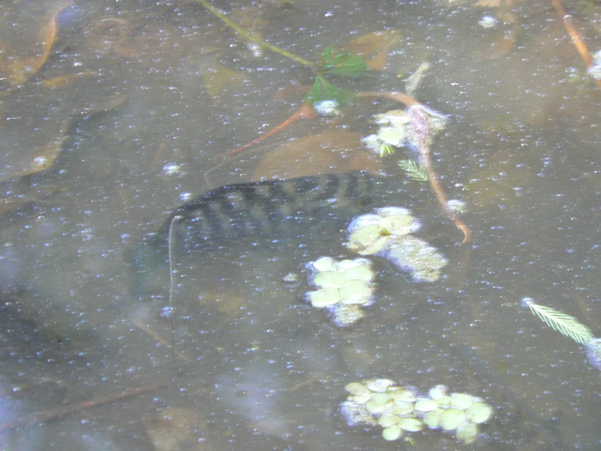 Australoheros (Australoheros spp.)