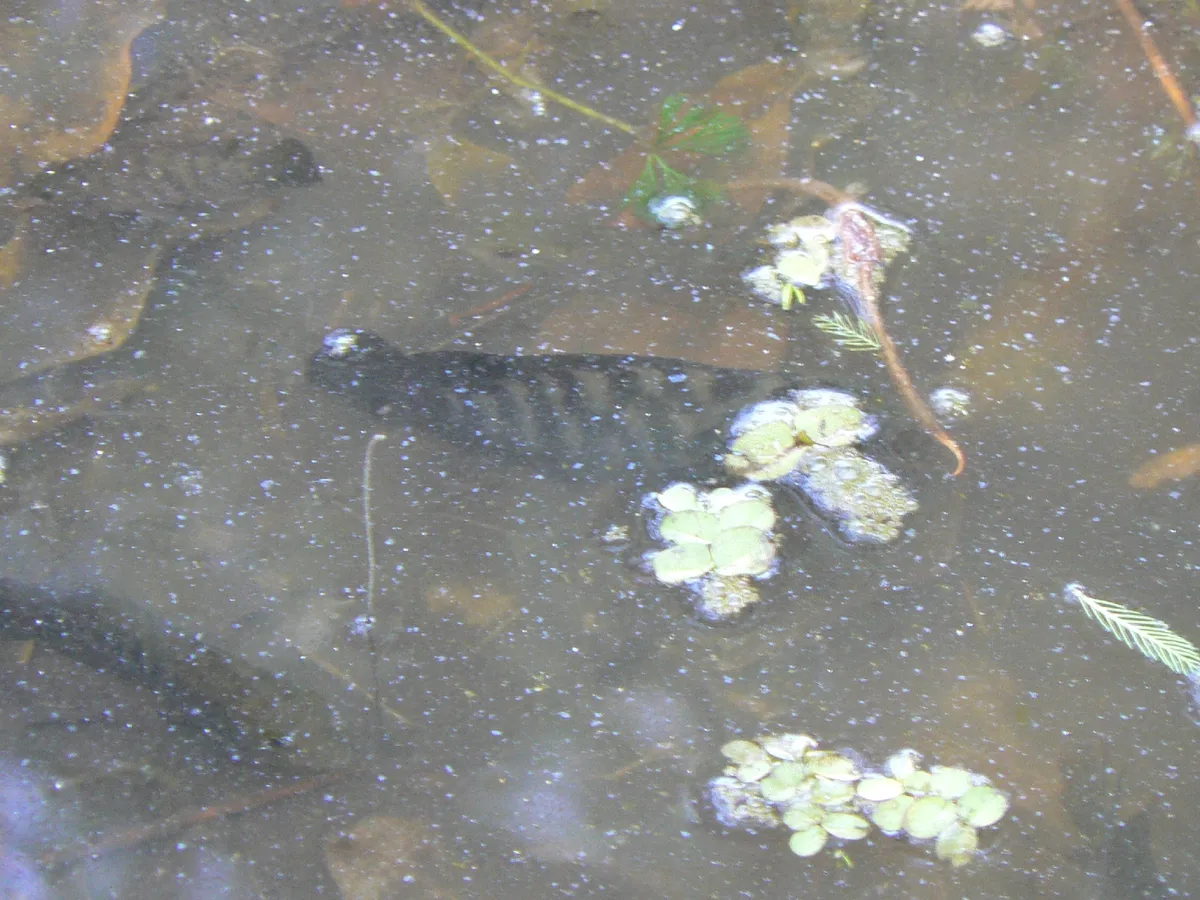 Miniatura: Australoheros (Australoheros spp.)