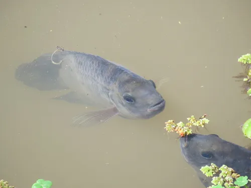 Miniatura: Australoheros (Australoheros spp.)