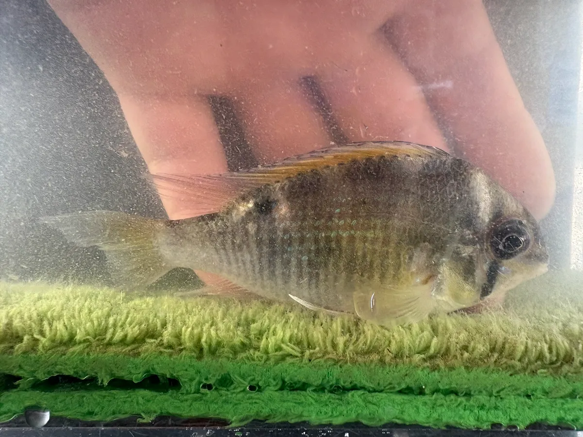 Biotodoma (Biotodoma spp.)