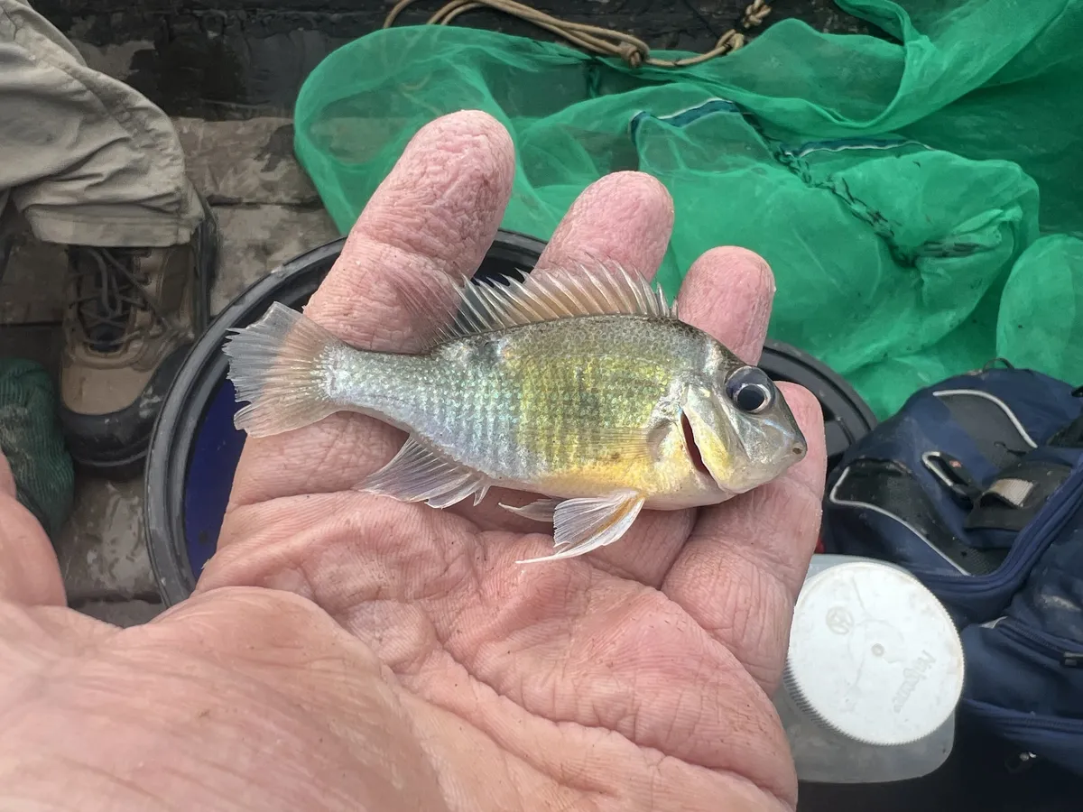 Miniatura: Biotodoma (Biotodoma spp.)