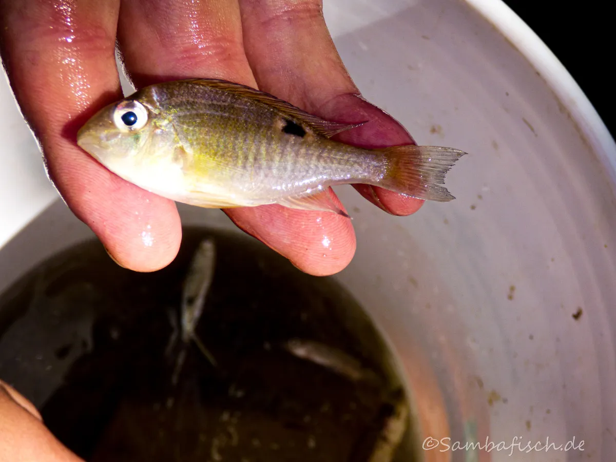 Miniatura: Biotodoma (Biotodoma spp.)