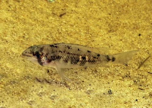 Miniatura: Biotodoma (Biotodoma spp.)
