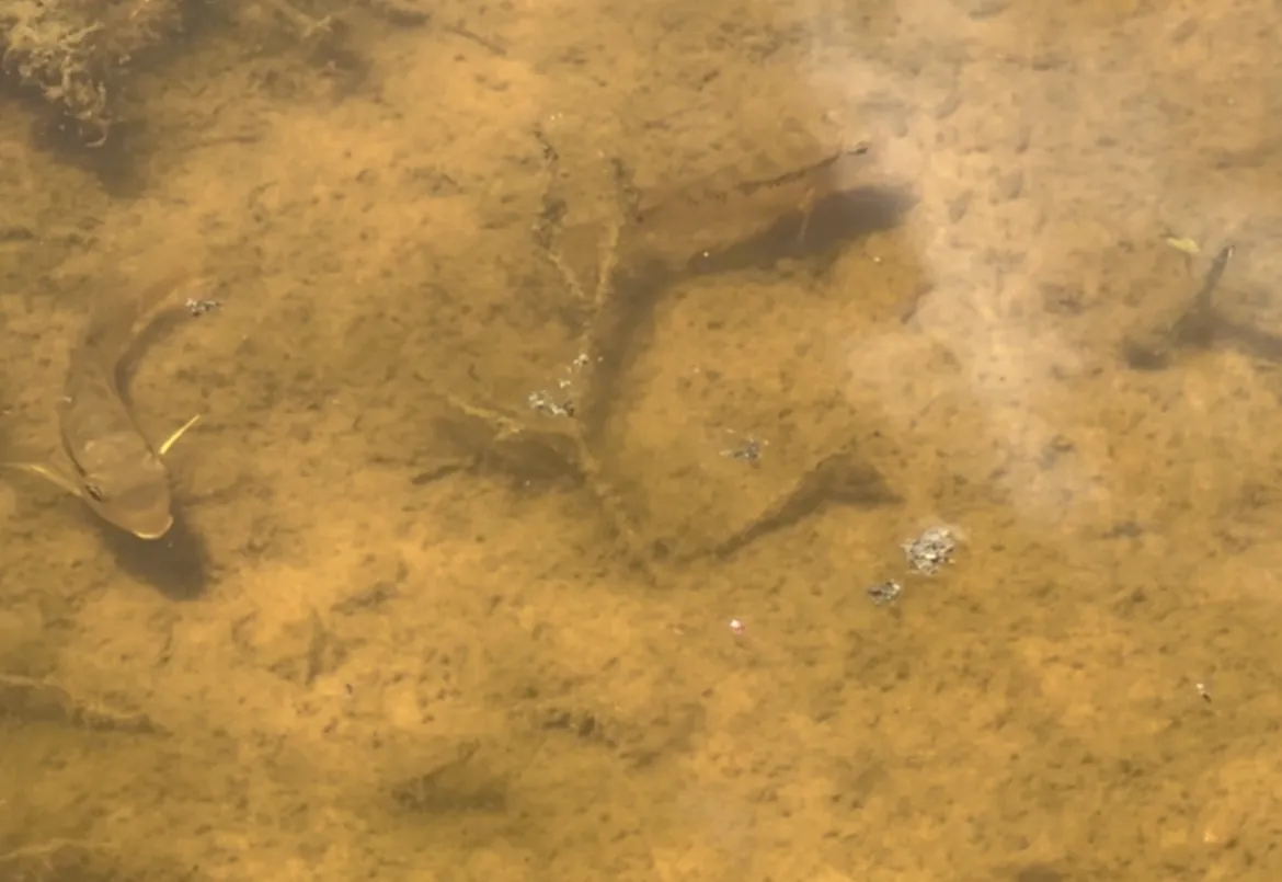 Bujurquina (Bujurquina spp.)