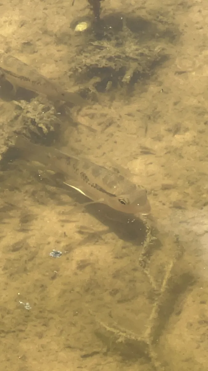 Miniatura: Bujurquina (Bujurquina spp.)
