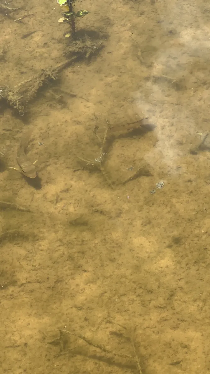 Miniatura: Bujurquina (Bujurquina spp.)