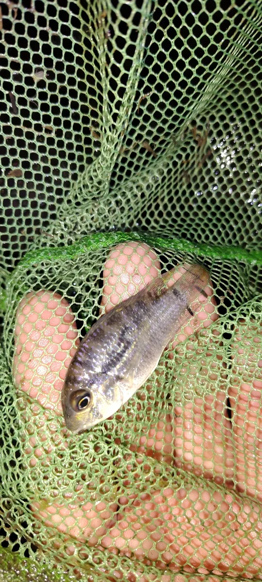 Miniatura: Bujurquina (Bujurquina spp.)