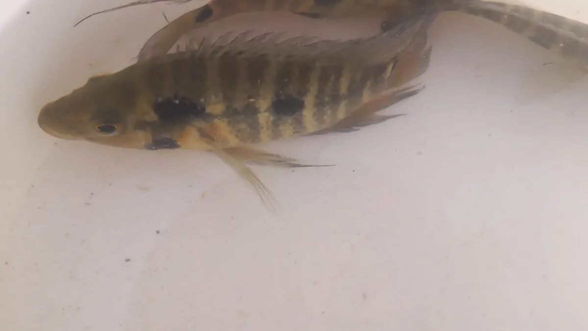 Caquetaia (Caquetaia spp.)