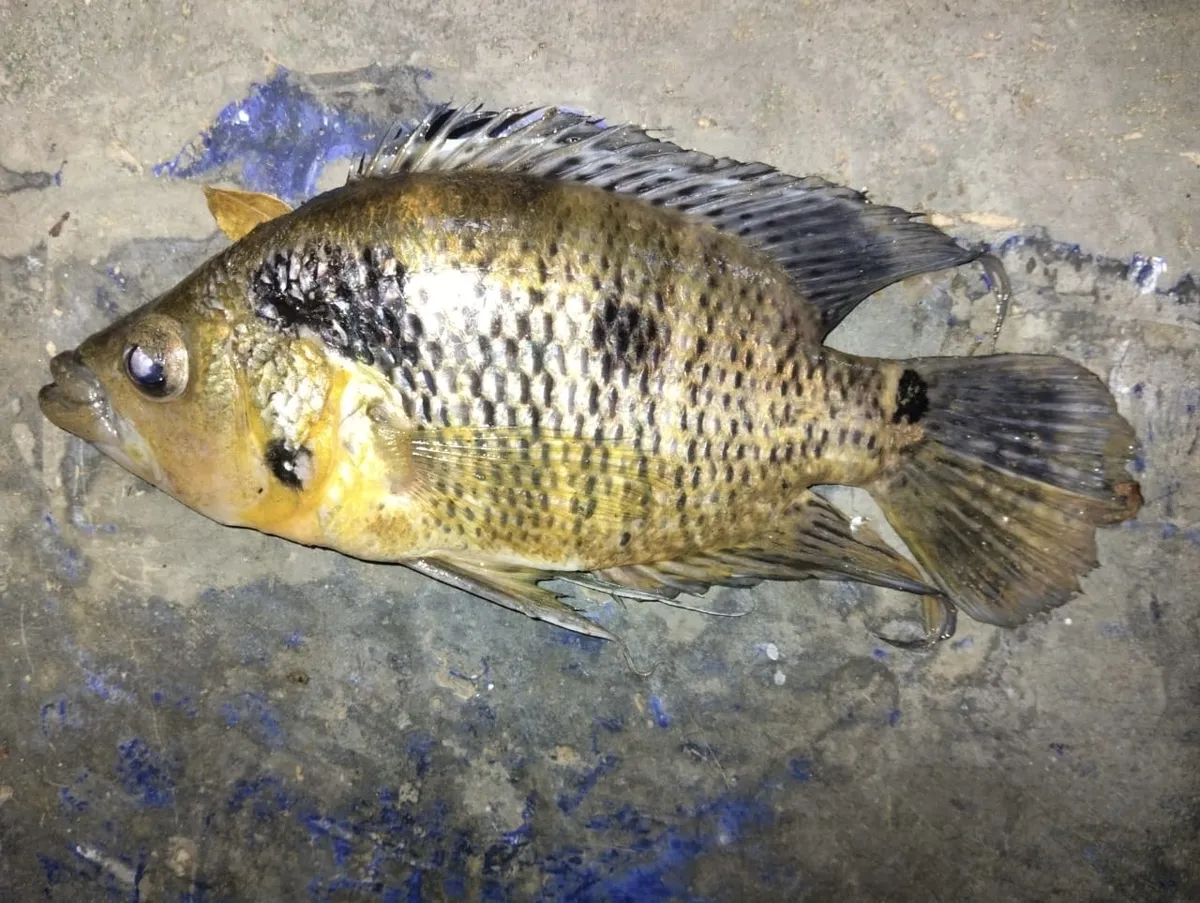 Miniatura: Caquetaia (Caquetaia spp.)