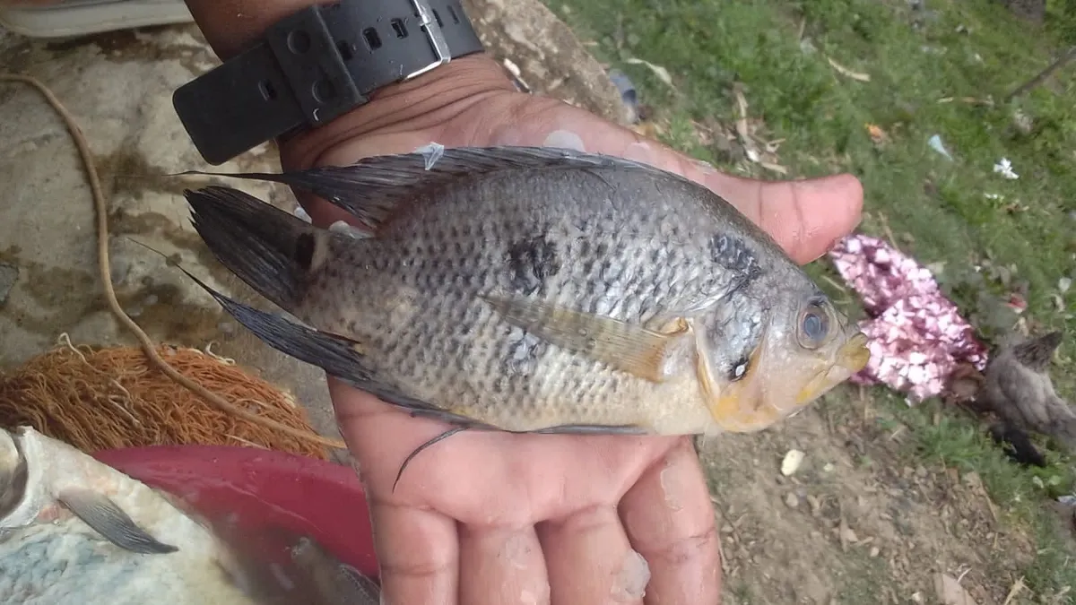 Miniatura: Caquetaia (Caquetaia spp.)