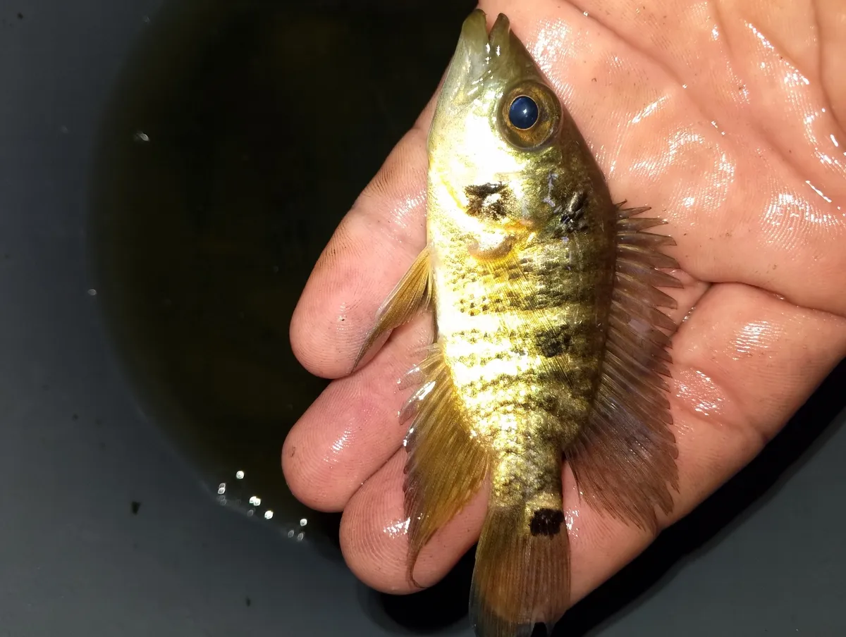 Miniatura: Caquetaia (Caquetaia spp.)