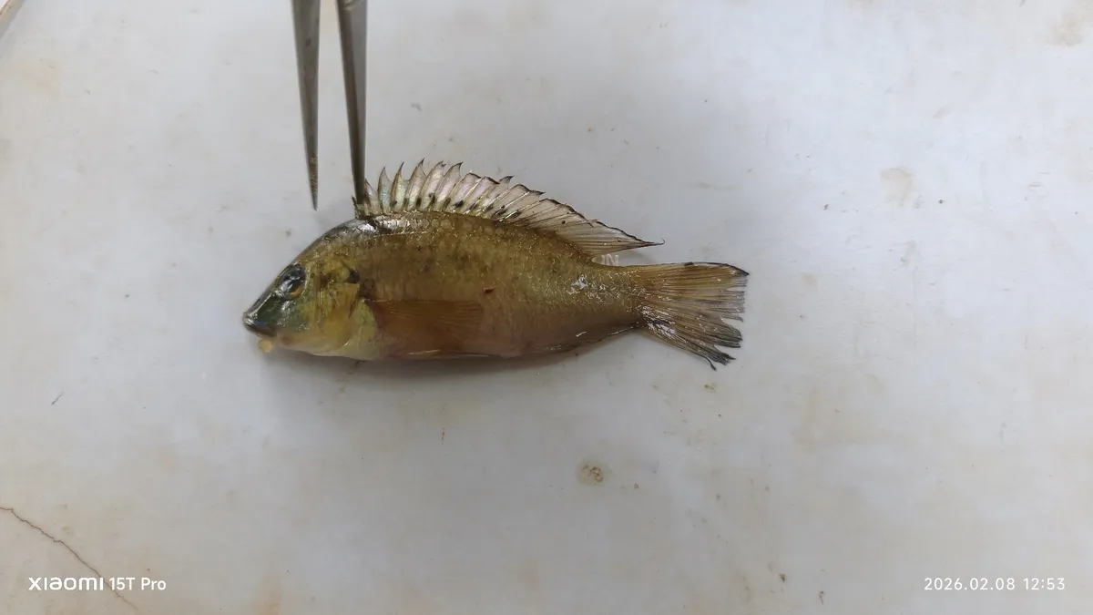 Chromidotilapia (Chromidotilapia spp.)