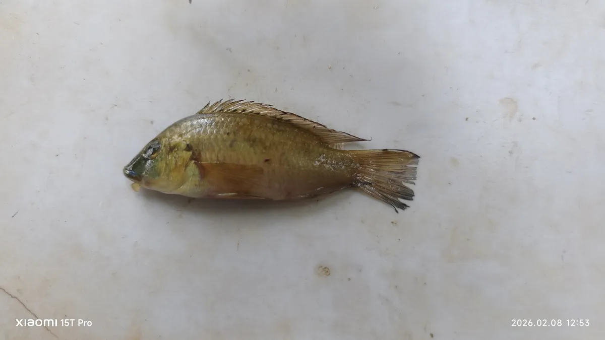 Miniatura: Chromidotilapia (Chromidotilapia spp.)