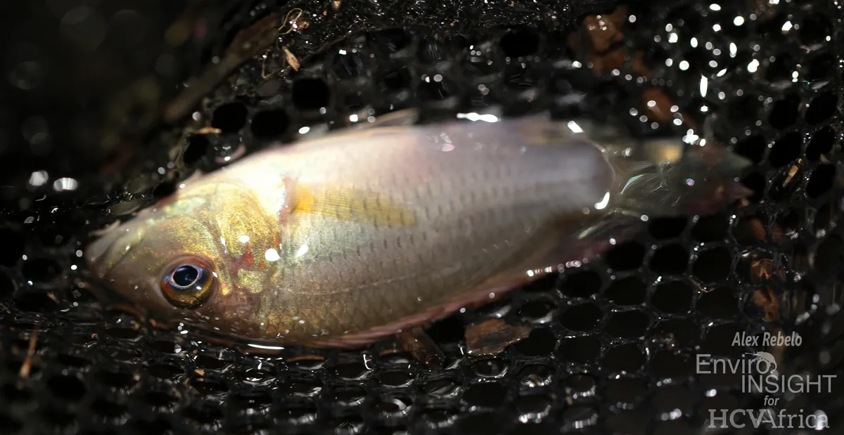 Miniatura: Chromidotilapia (Chromidotilapia spp.)