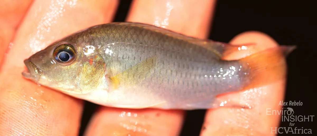 Miniatura: Chromidotilapia (Chromidotilapia spp.)