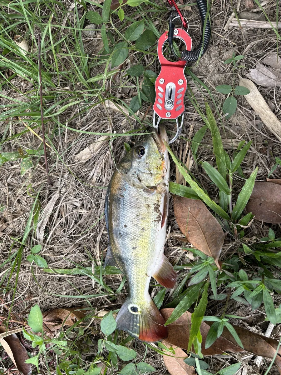 Cichla (Cichla spp.)