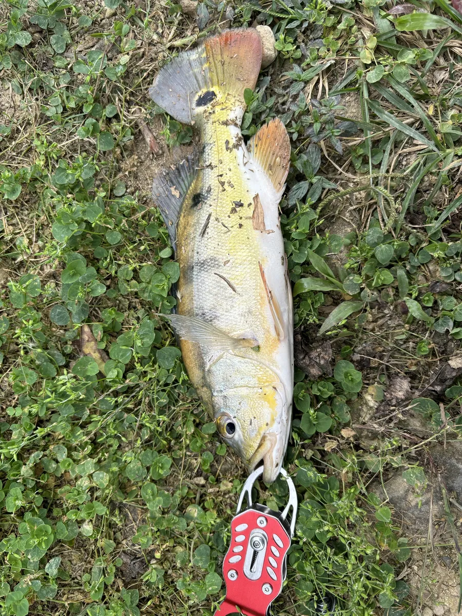 Miniatura: Cichla (Cichla spp.)