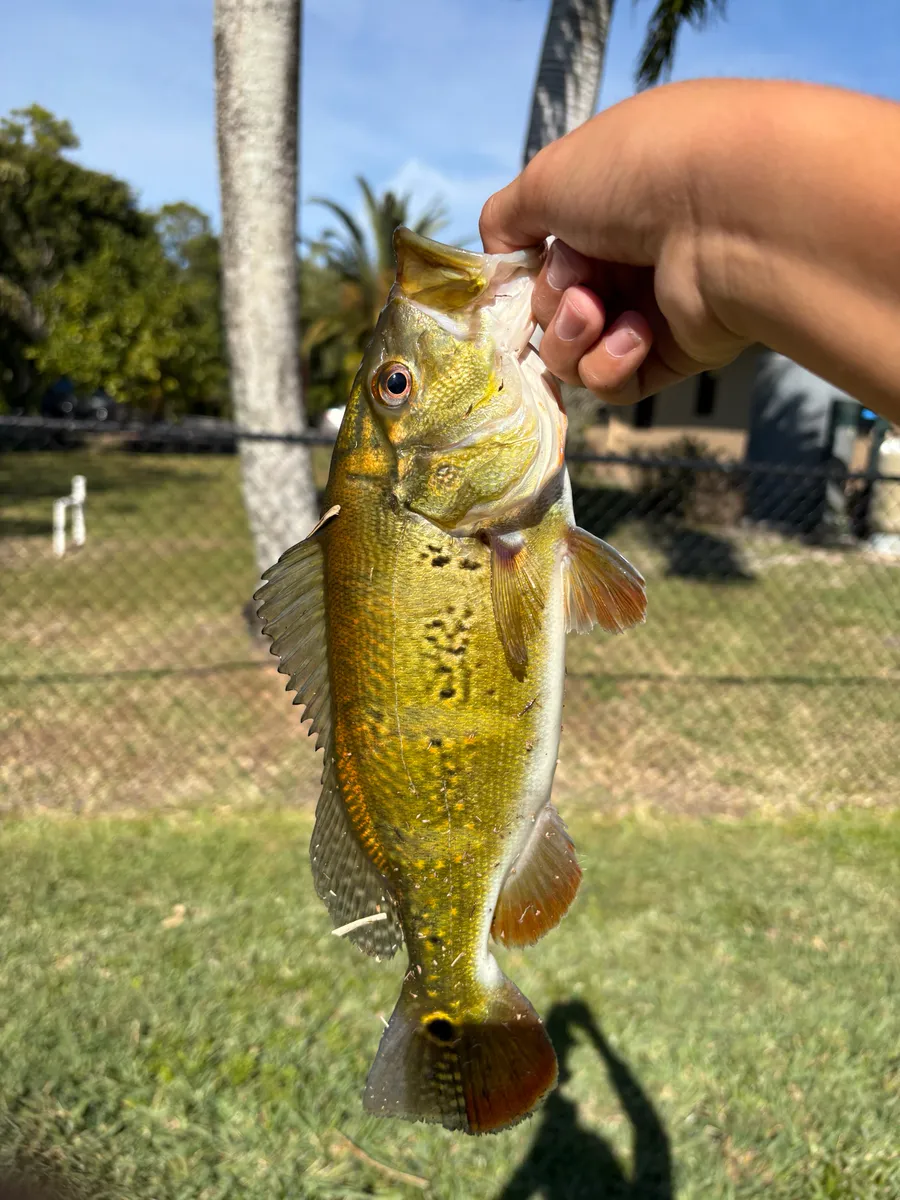 Miniatura: Cichla (Cichla spp.)