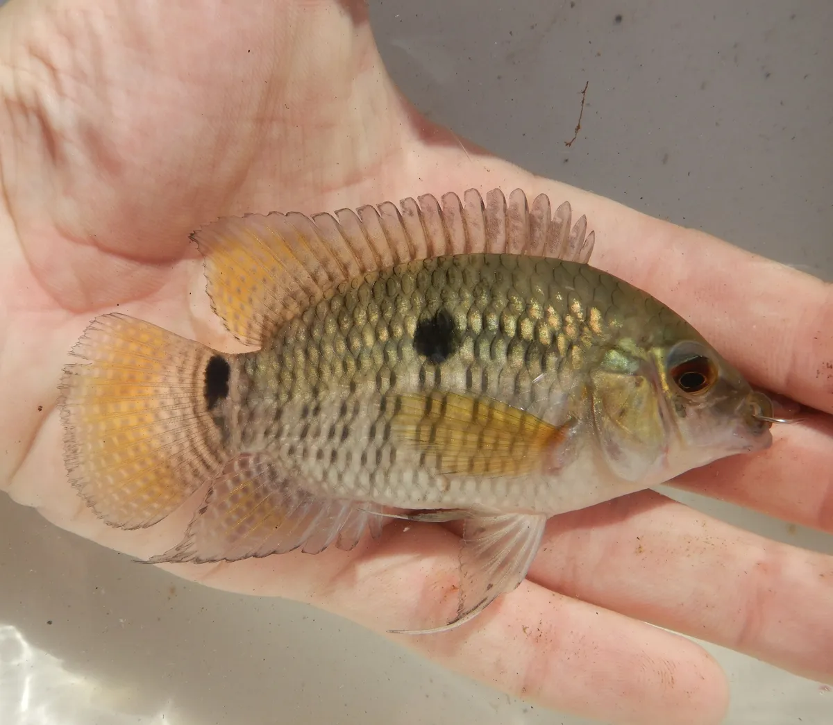 Cichlasoma (Cichlasoma spp.)