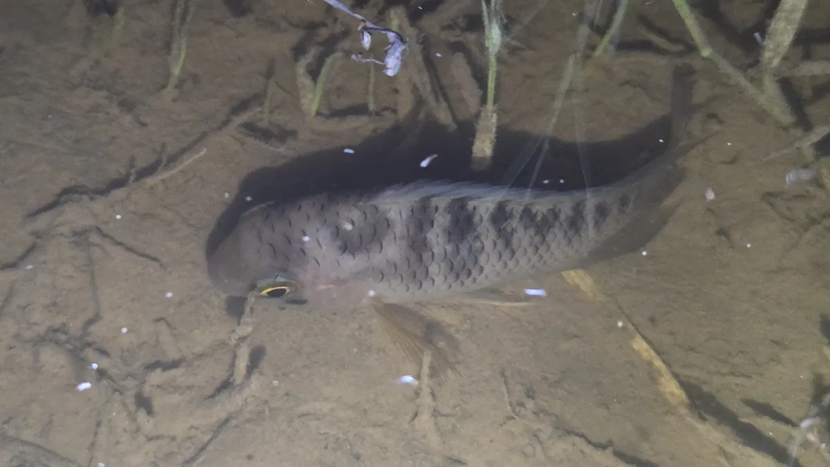 Miniatura: Cichlasoma (Cichlasoma spp.)