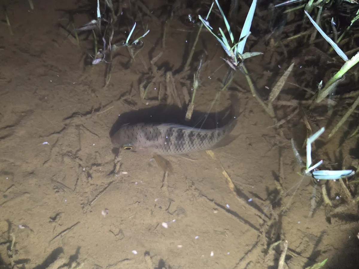 Miniatura: Cichlasoma (Cichlasoma spp.)