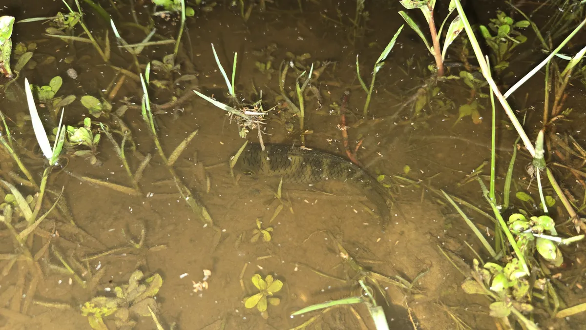 Miniatura: Cichlasoma (Cichlasoma spp.)