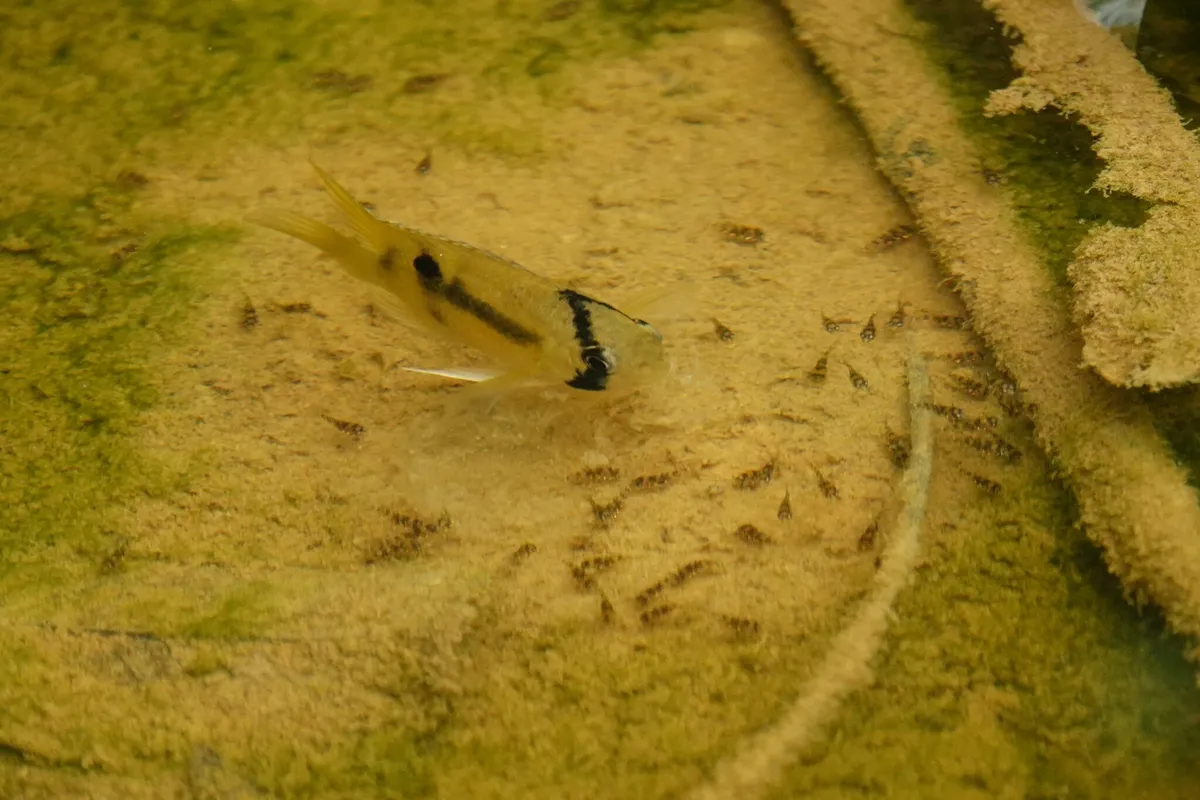 Cleithracara (Cleithracara spp.)