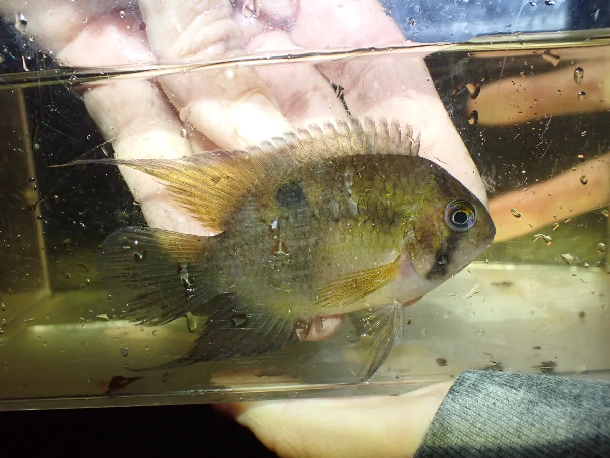 Miniatura: Cleithracara (Cleithracara spp.)