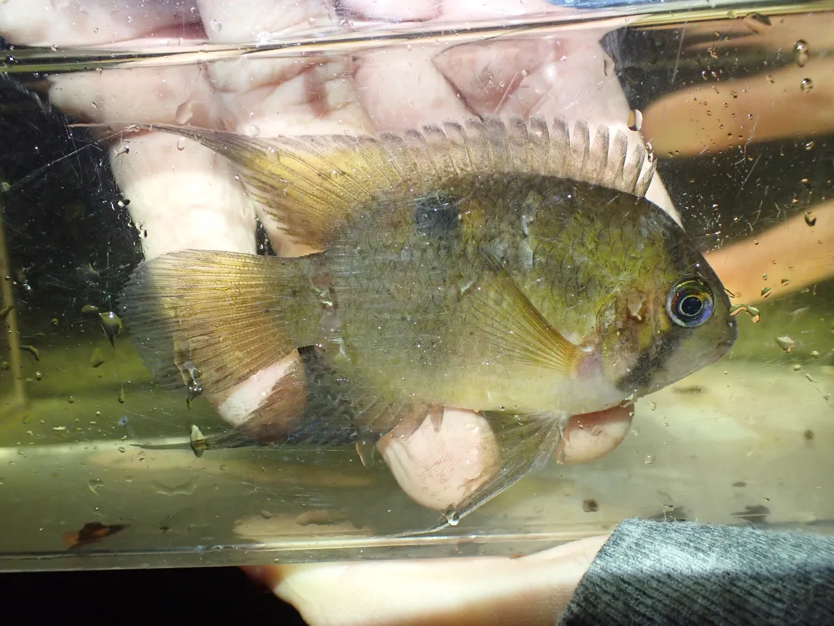Miniatura: Cleithracara (Cleithracara spp.)