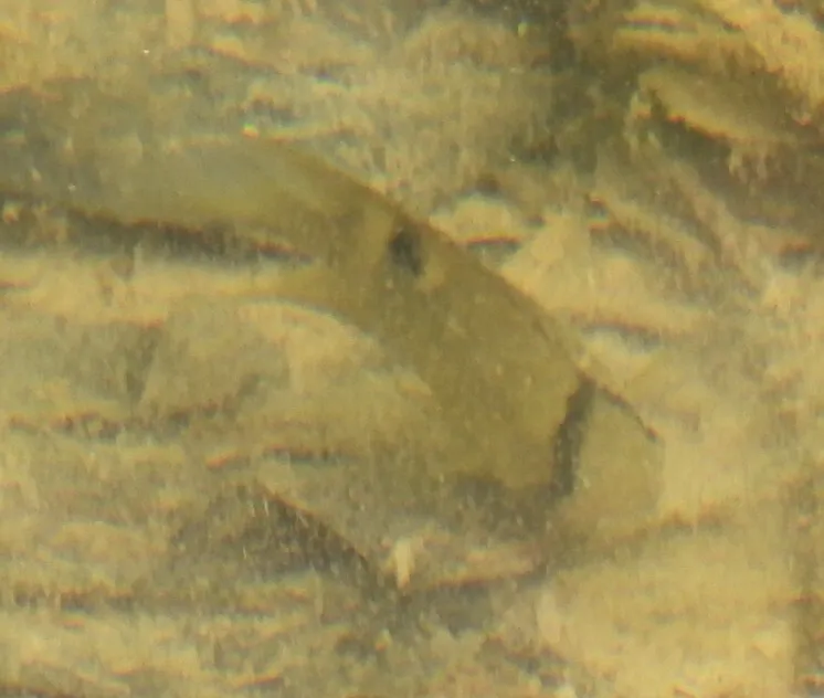 Miniatura: Cleithracara (Cleithracara spp.)