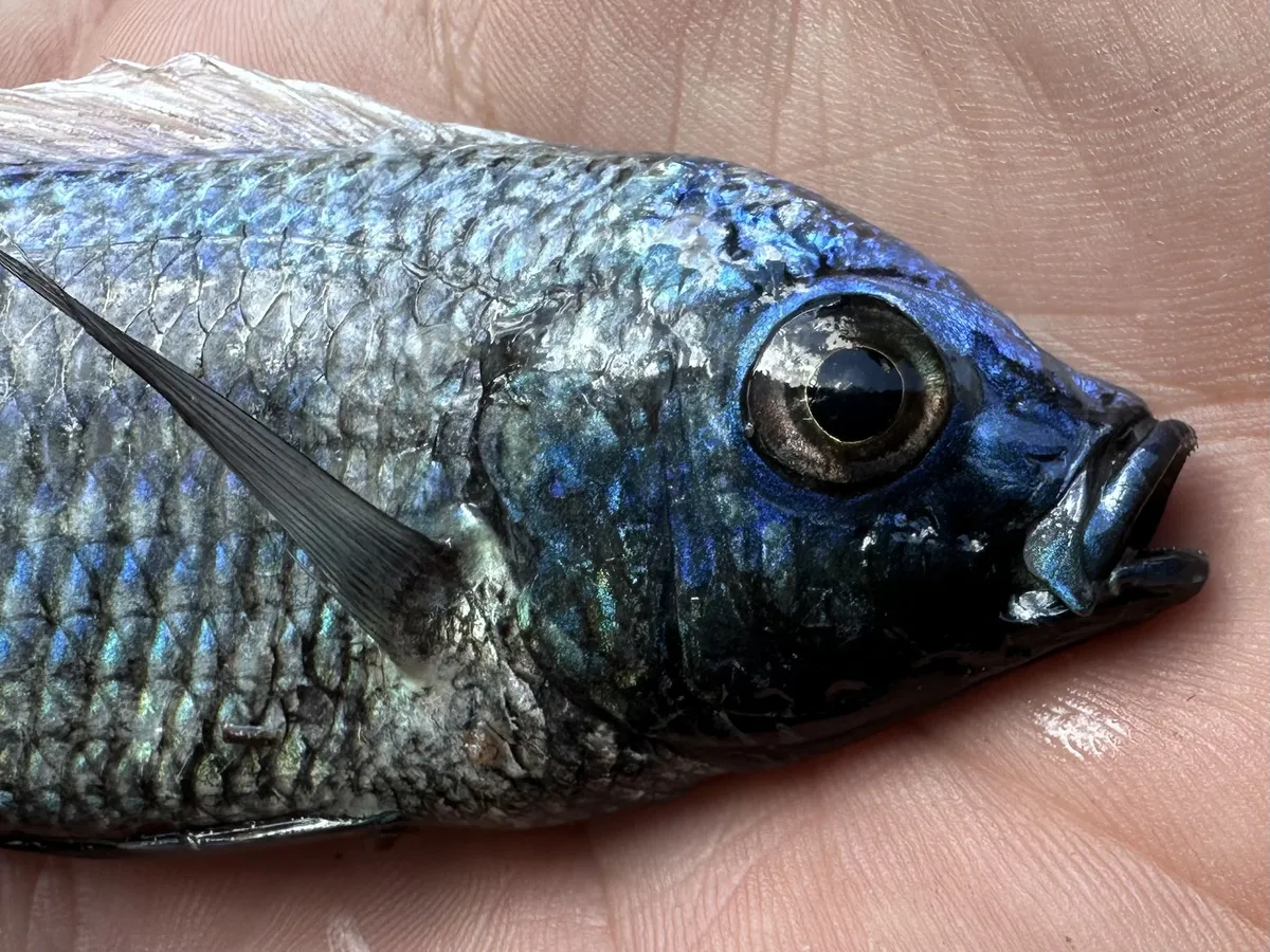Copadichromis (Copadichromis spp.)