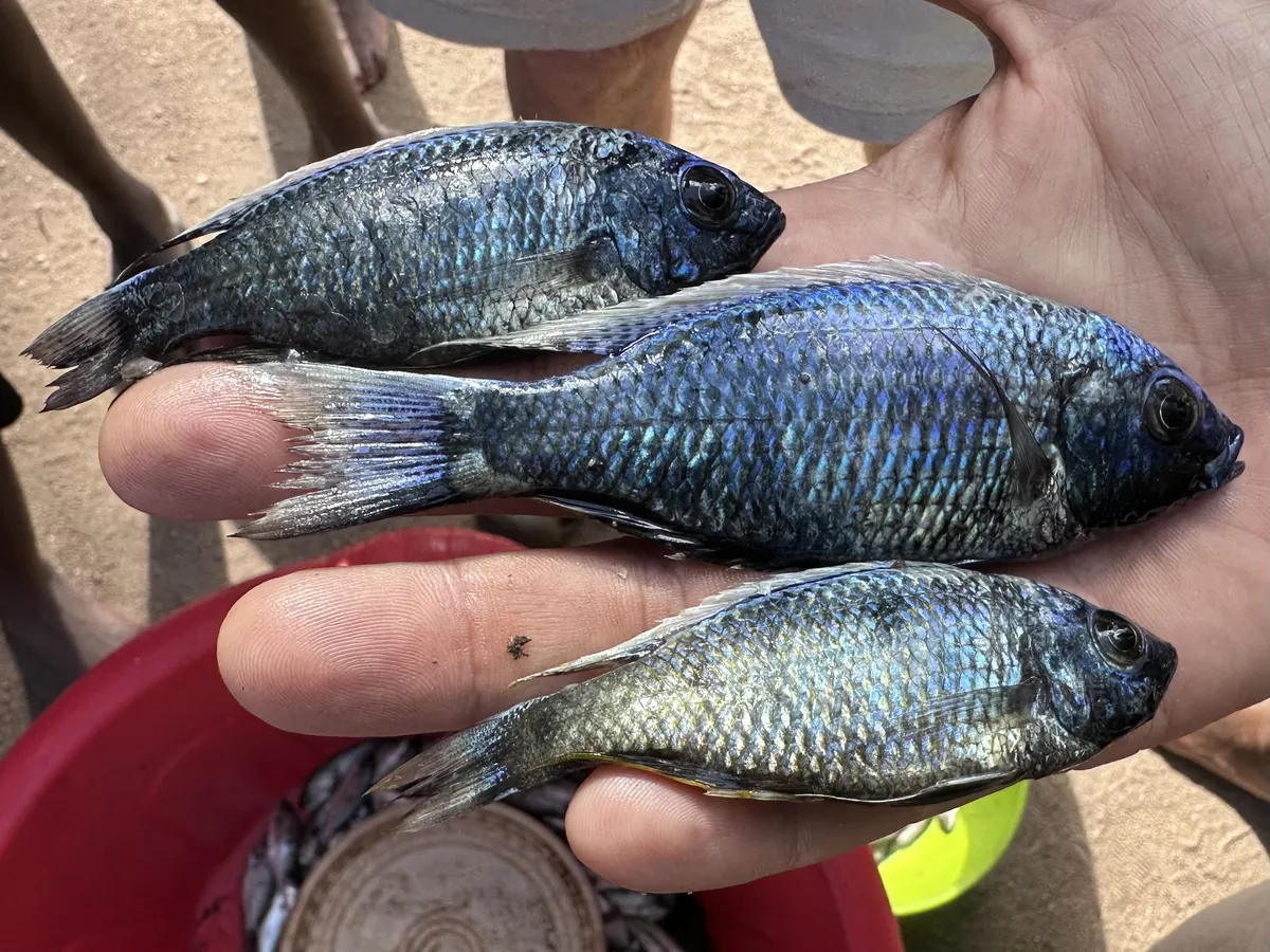Miniatura: Copadichromis (Copadichromis spp.)