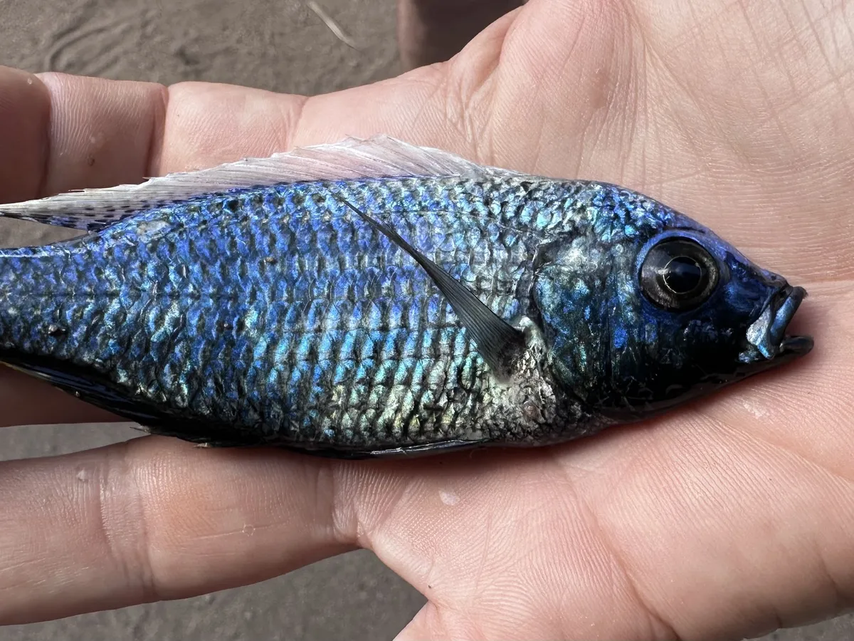 Miniatura: Copadichromis (Copadichromis spp.)