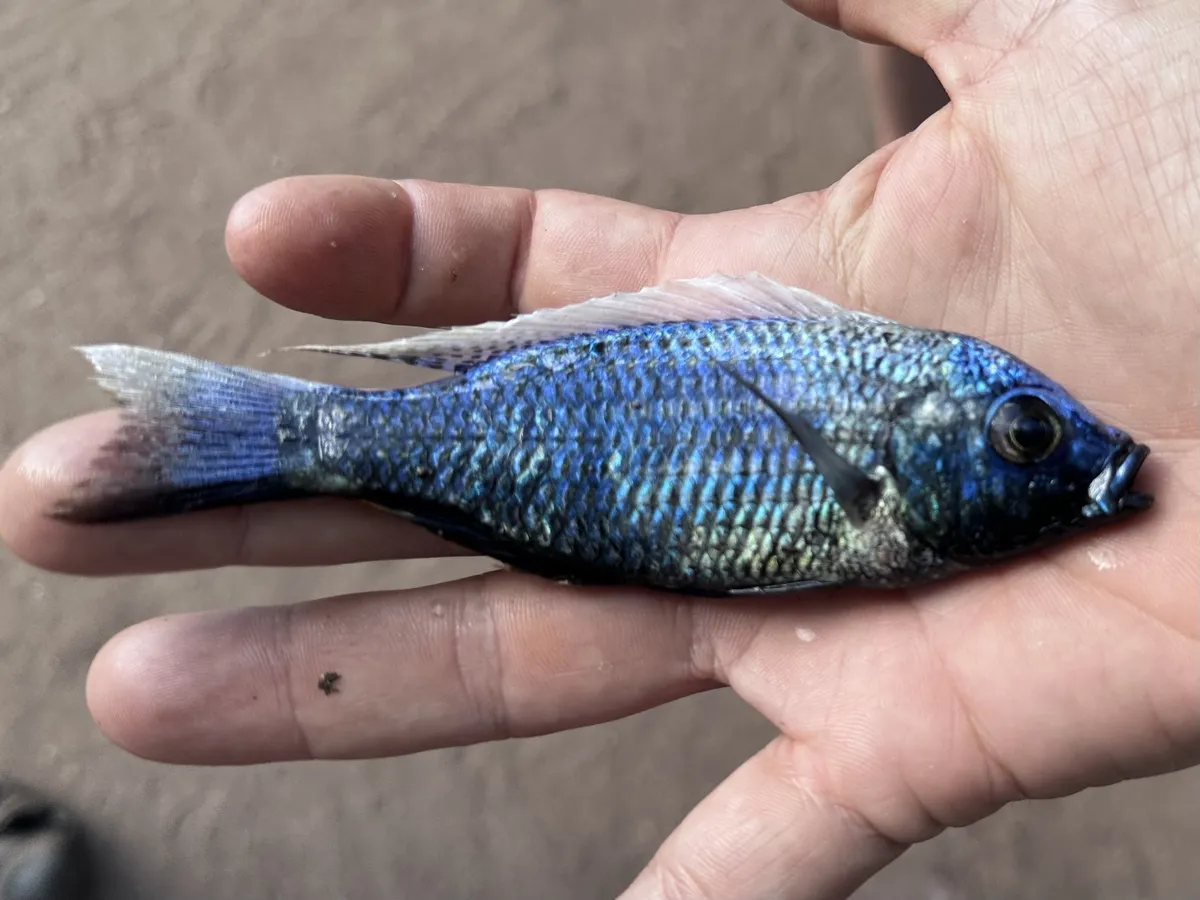 Miniatura: Copadichromis (Copadichromis spp.)