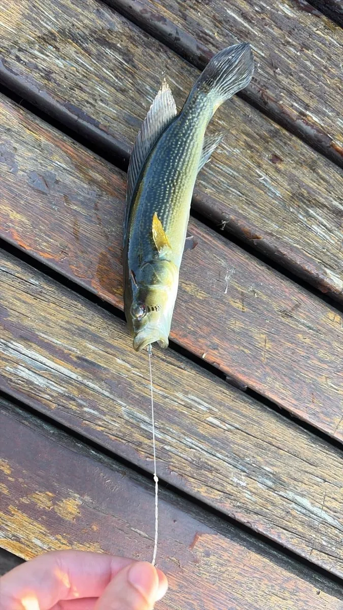 Crenicichla (Crenicichla spp.)