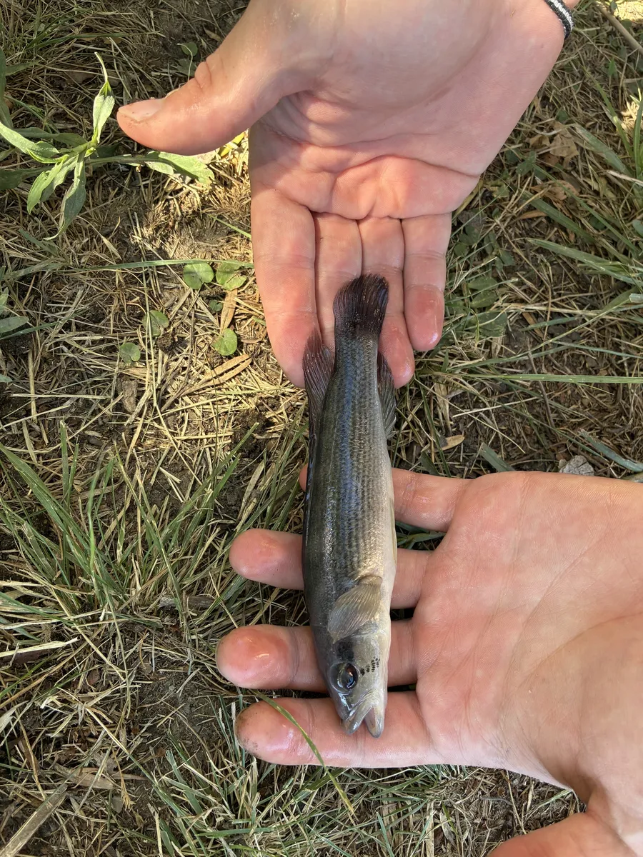 Miniatura: Crenicichla (Crenicichla spp.)