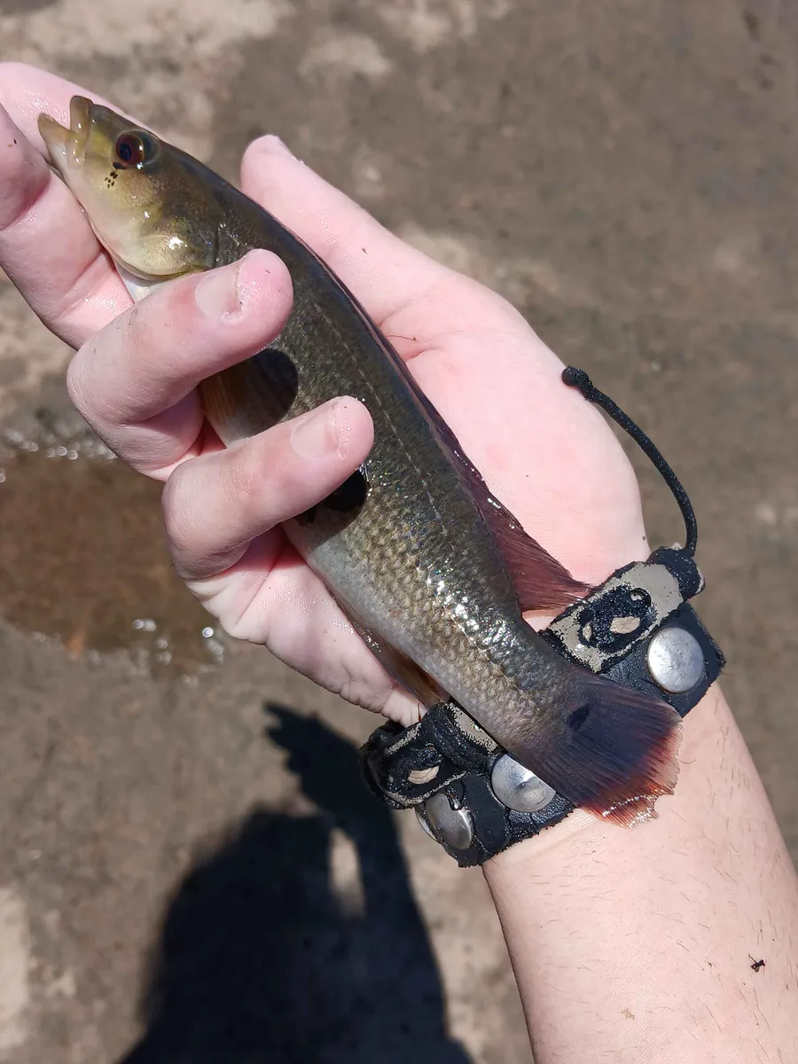 Miniatura: Crenicichla (Crenicichla spp.)