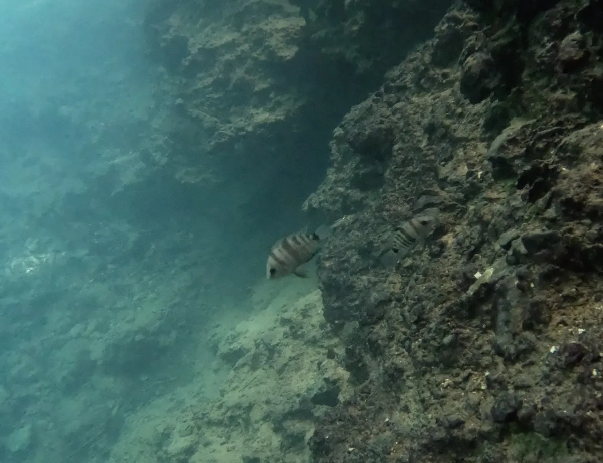 Cryptoheros (Cryptoheros spp.)