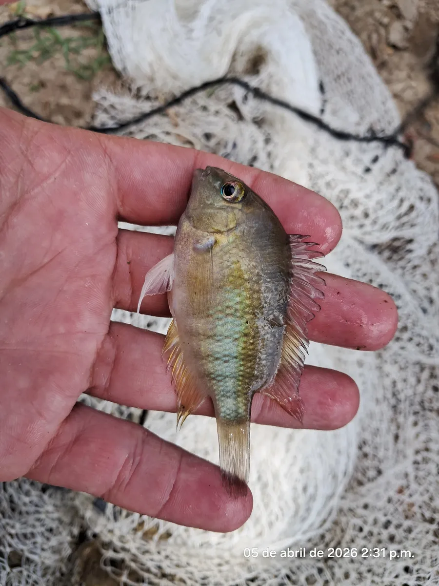 Miniatura: Cryptoheros (Cryptoheros spp.)