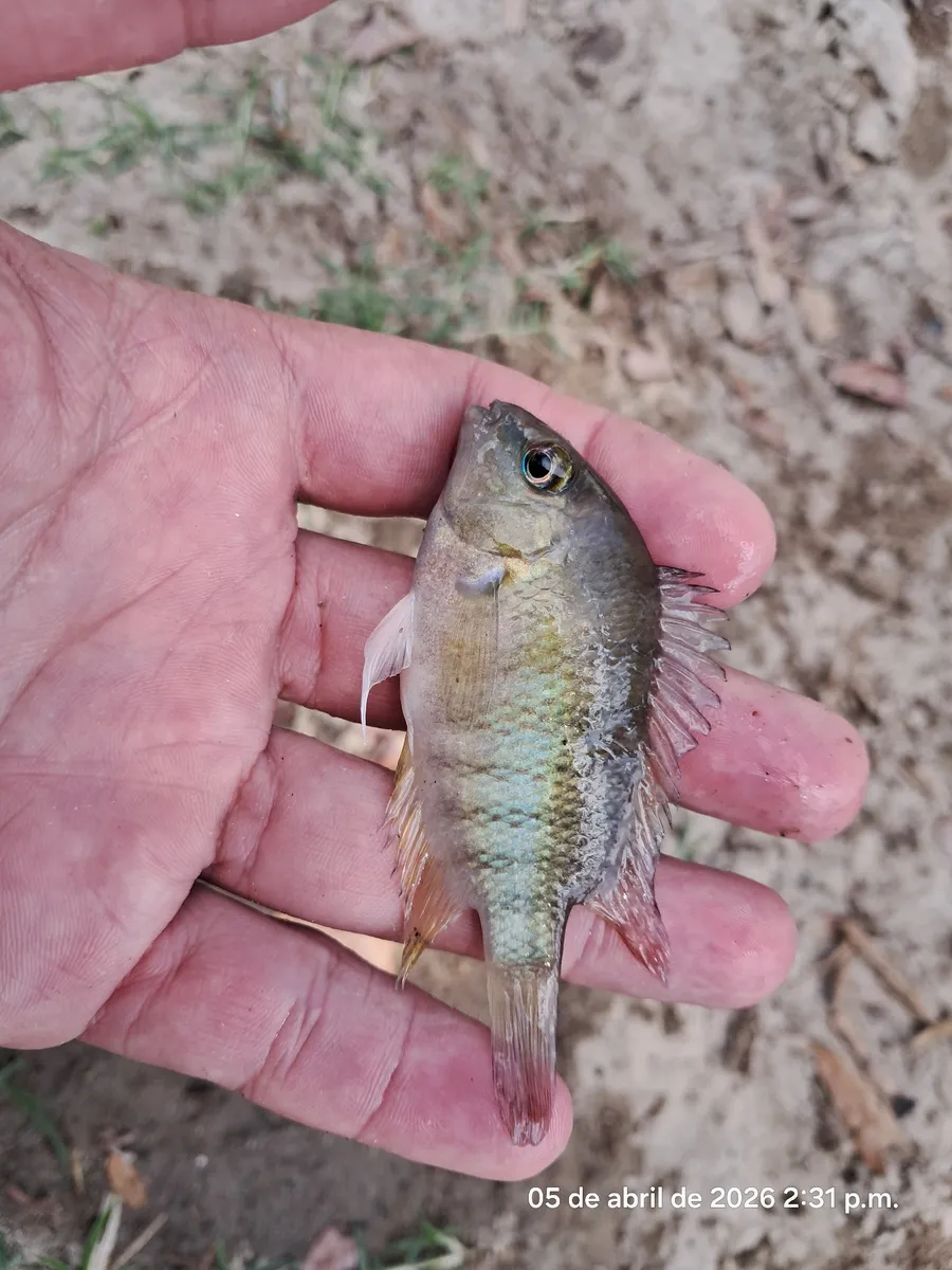Miniatura: Cryptoheros (Cryptoheros spp.)