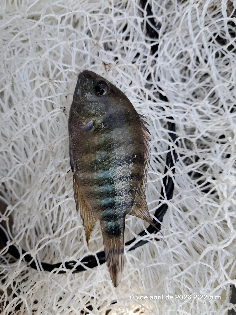 Miniatura: Cryptoheros (Cryptoheros spp.)
