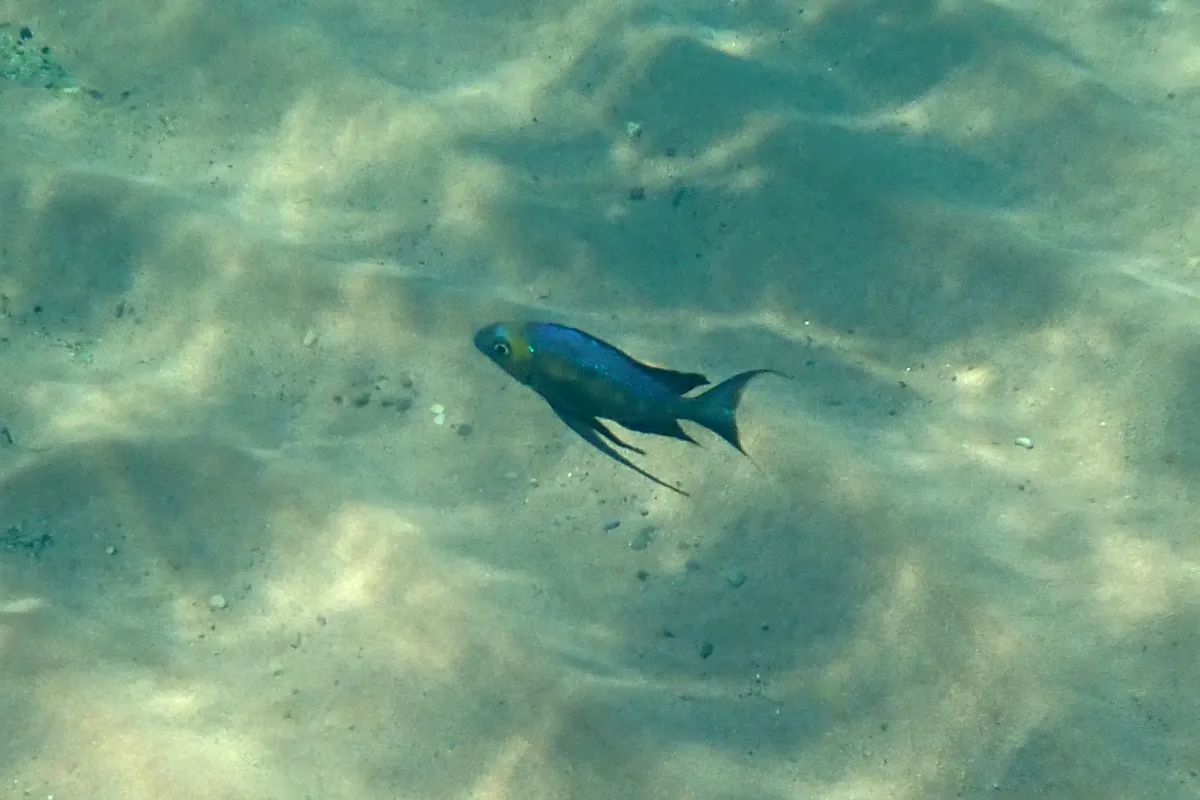 Cyathopharynx (Cyathopharynx spp.)