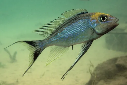 Miniatura: Cyathopharynx (Cyathopharynx spp.)