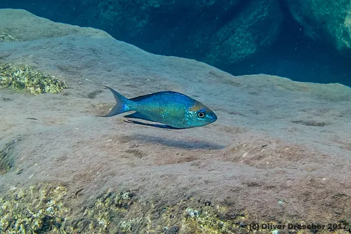 Miniatura: Cyathopharynx (Cyathopharynx spp.)