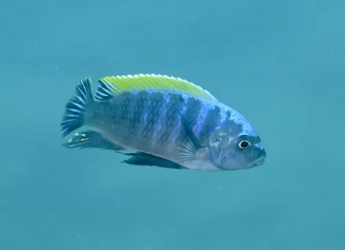 Miniatura: Cynotilapia (Cynotilapia spp.)
