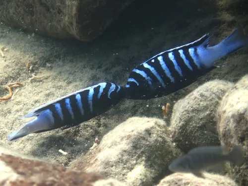 Miniatura: Cynotilapia (Cynotilapia spp.)